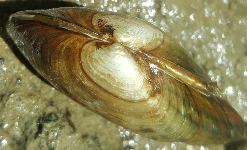 Cylindrical Papershell