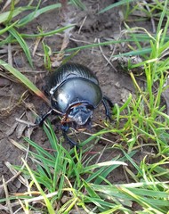 Geotrupes stercorarius