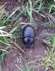 Geotrupes stercorarius