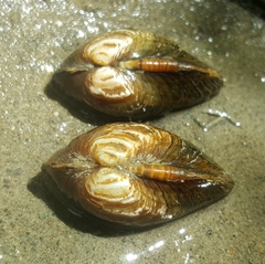 Alasmidonta undulata