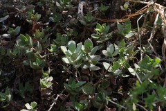 Crassula lactea