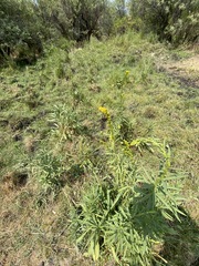 Solidago confinis