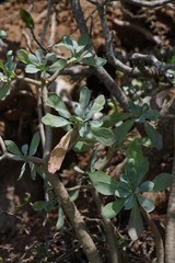 Othonna triplinervia