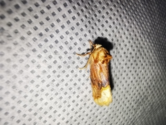 Angulostiria chryseochilus