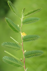 Chamaecrista pumila