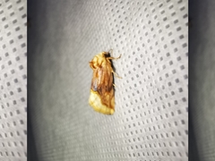 Angulostiria chryseochilus