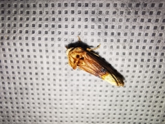 Angulostiria chryseochilus