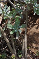 Othonna triplinervia