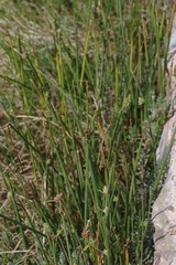 Cyperus laevigatus