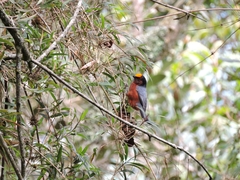 Catamblyrhynchus diadema