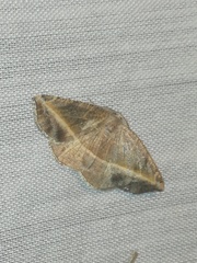 Patalene olyzonaria
