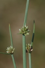 Cyperus laevigatus