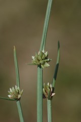 Cyperus laevigatus