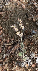Eriogonum polycladon
