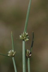 Cyperus laevigatus