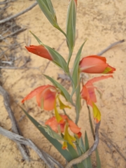 Gladiolus pulcherrimus