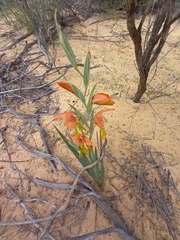 Gladiolus pulcherrimus