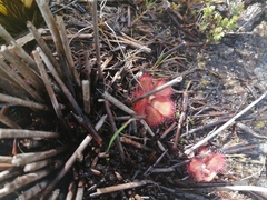 Drosera cuneifolia