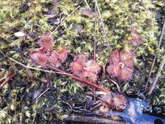 Drosera cuneifolia