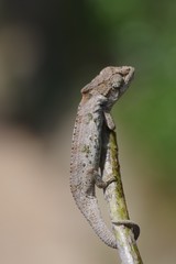 Bradypodion ventrale