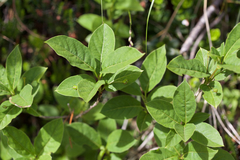 Lonicera alpigena