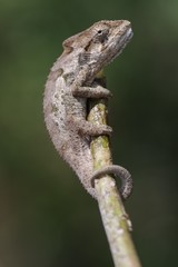 Bradypodion ventrale