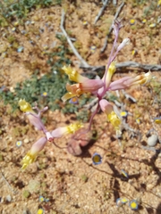 Lachenalia trichophylla