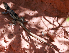 Aspidoscelis tesselatus