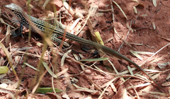 Aspidoscelis tesselatus