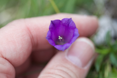 Campanula pulla