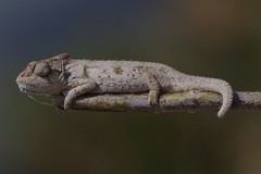 Bradypodion ventrale