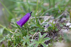 Campanula pulla