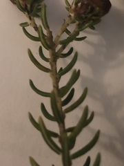 Phyliceae