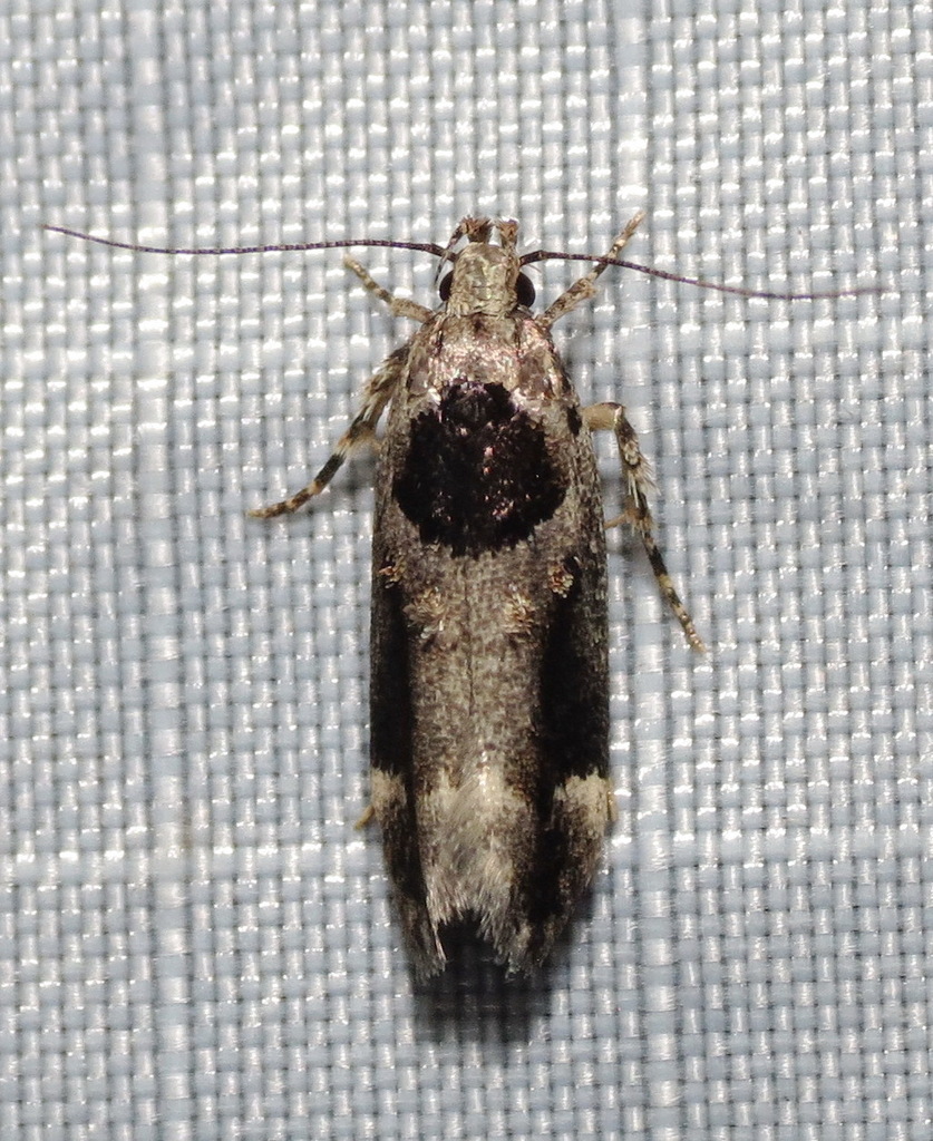 Walsingham's Moth