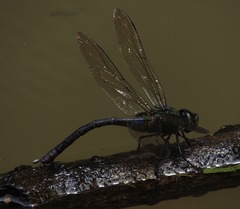Anax guttatus