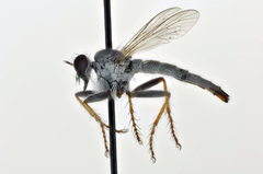 Stackelberginia cerberus