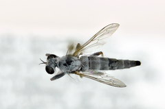Stackelberginia cerberus