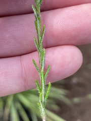 Athrixia heterophylla