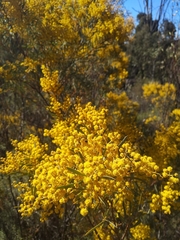 Acacia decora