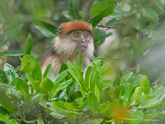 Piliocolobus tephrosceles