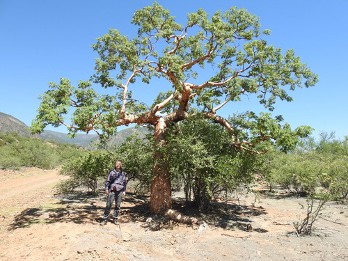 Cochlospermum tetraporum (Cochlospermum tetraporum)