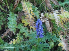 Aconitum tauricum