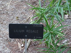 Lilium regale