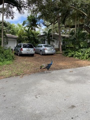 Pavo cristatus × muticus