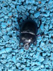 Anoplotrupes stercorosus