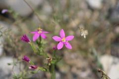 Zeltnera calycosa