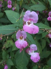 Impatiens glandulifera