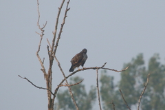 Buteo buteo