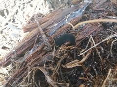 Peripatopsis capensis