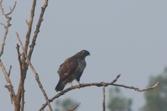 Buteo buteo